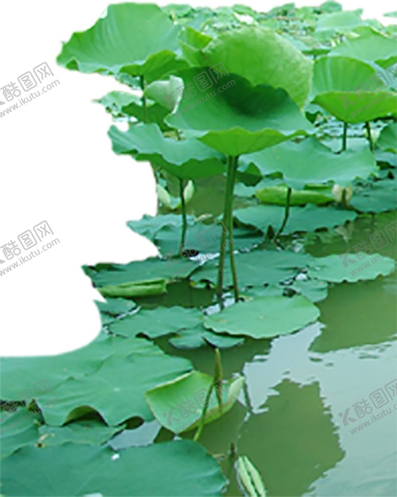 编号：15692807061101318850【酷图网】源文件下载-绿色装饰