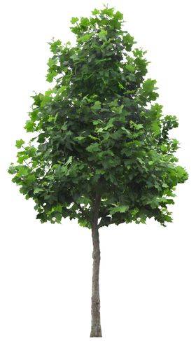 免扣植物树木素材图片矢量高大道路藤蔓
