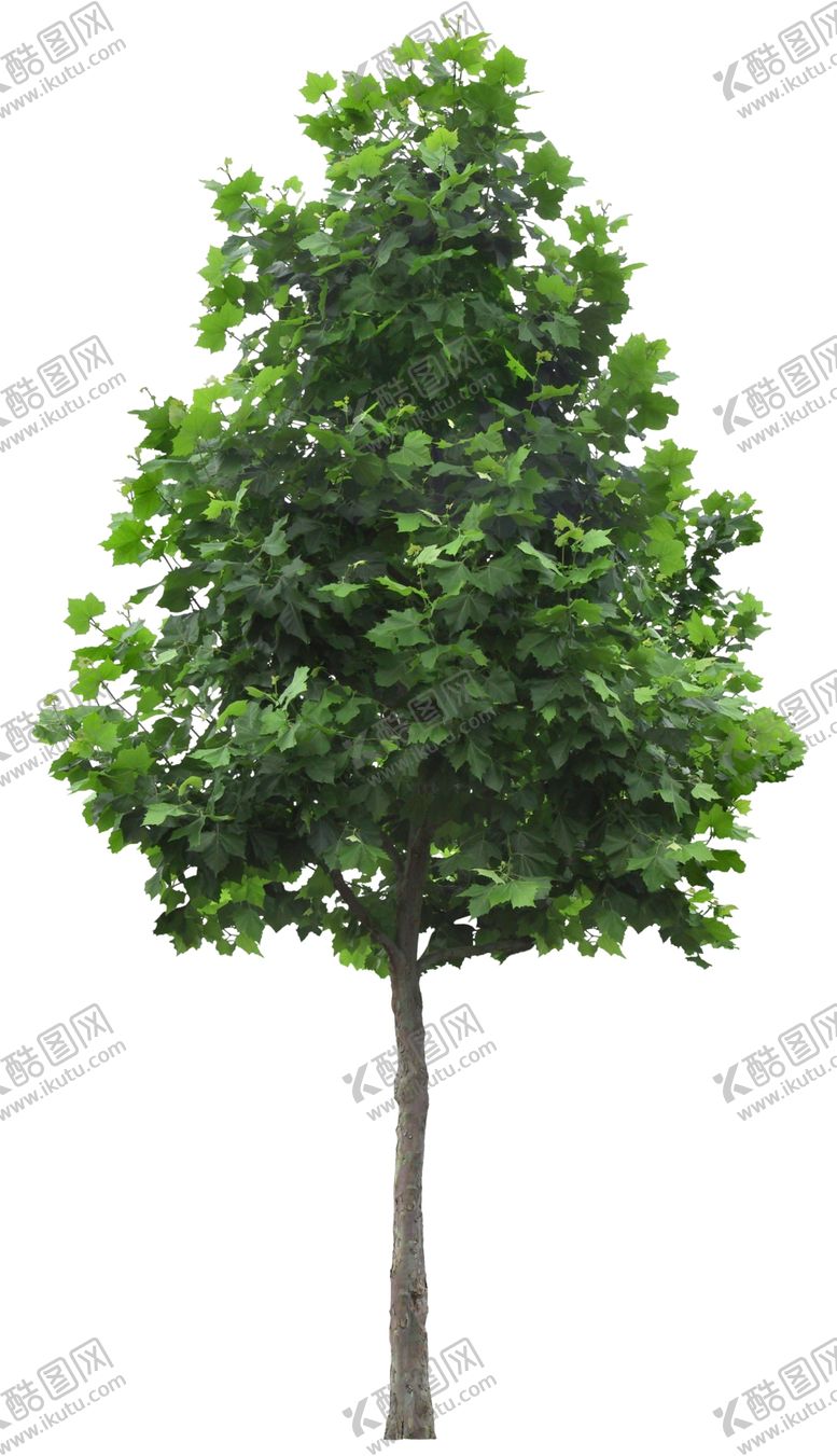 编号：32316906301447443178【酷图网】源文件下载-免扣植物树木素材图片