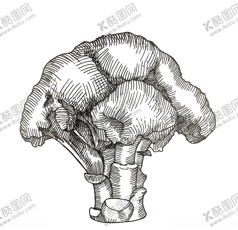 编号：71197009241101404870【酷图网】源文件下载-蔬菜