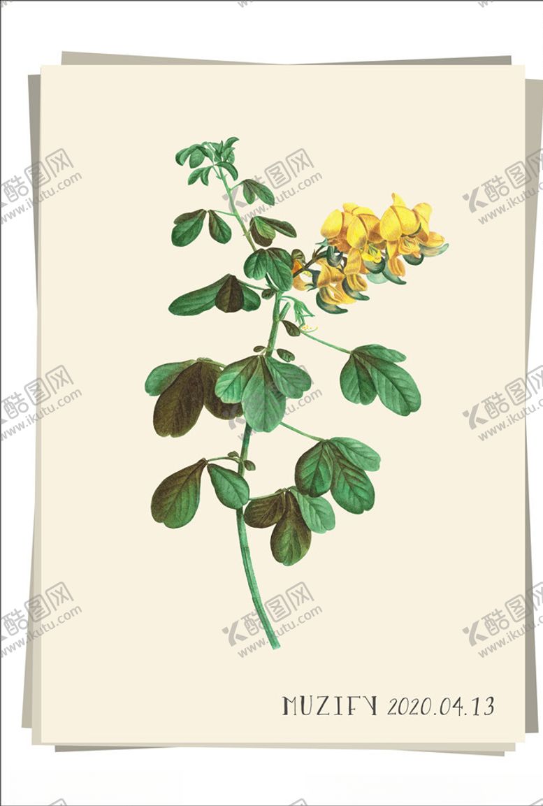 编号：92998510282052334561【酷图网】源文件下载-黄色鸢尾植物图鉴