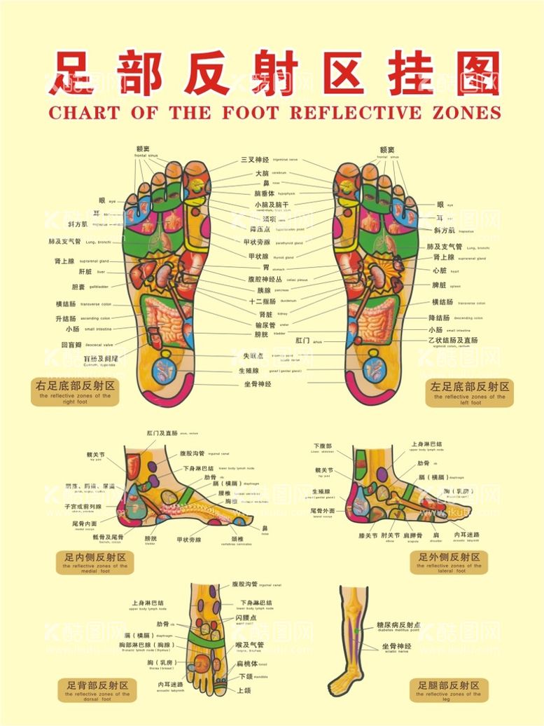 编号：87046512231311064801【酷图网】源文件下载-足部反射区