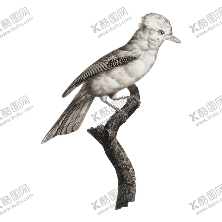 编号：33229109211941095701【酷图网】源文件下载-手绘鸟类插图