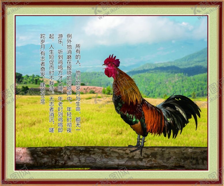 编号：12436209241532264354【酷图网】源文件下载-公鸡