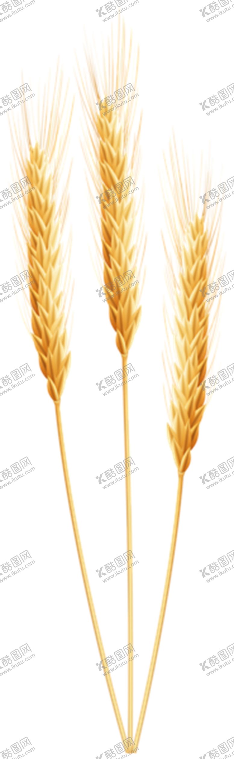 编号：17926905061300232699【酷图网】源文件下载-麦子