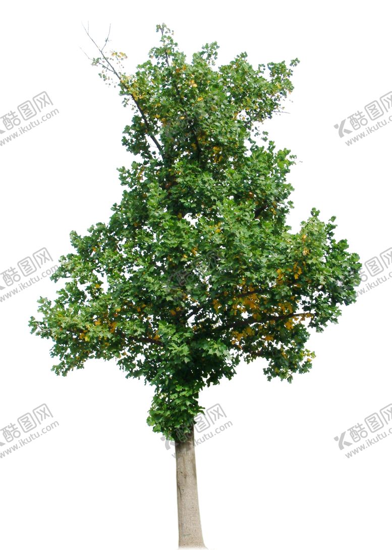编号：15050310051016226750【酷图网】源文件下载-高清树
