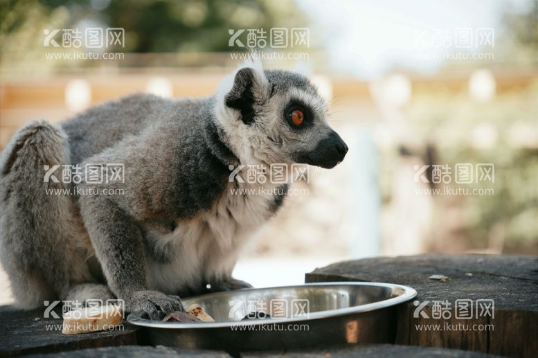 编号：67975112281903434406【酷图网】源文件下载-狐狸