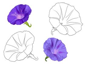 花卉素描绘画线条黑白线条
