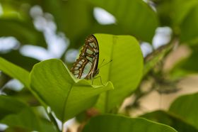 蝴蝶虫类摄影生物世界