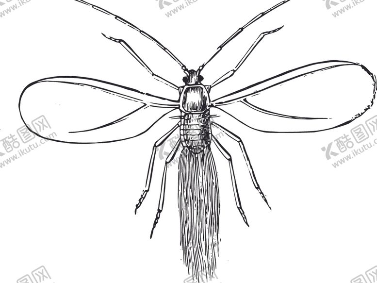 编号：94564109282026494135【酷图网】源文件下载-自然昆虫标本插画