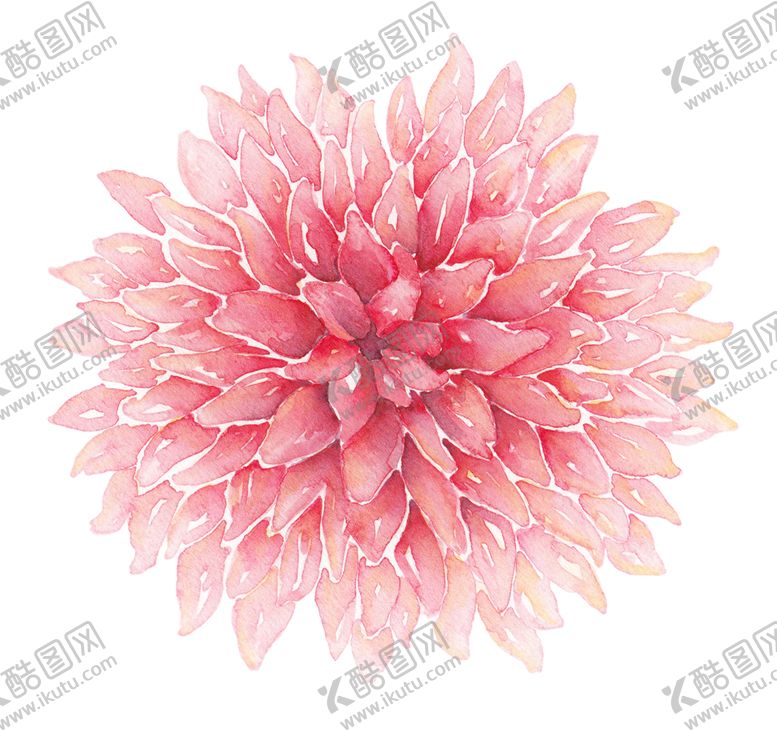 编号：45387505102236431630【酷图网】源文件下载-水彩手绘花卉花朵植物