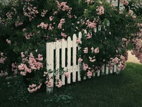 玫瑰花摄影浪漫花卉