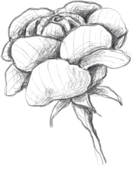 玫瑰花素描绘画