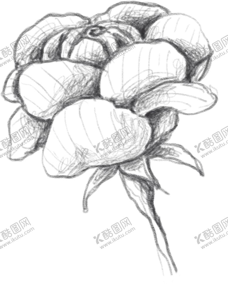 编号：25452707011709157153【酷图网】源文件下载-玫瑰花素描绘画