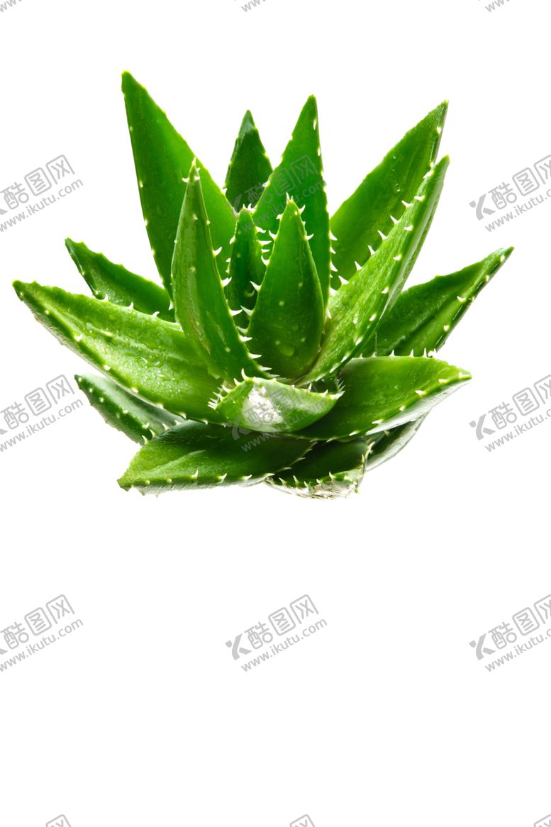 编号：57910009200139093673【酷图网】源文件下载-芦荟素材