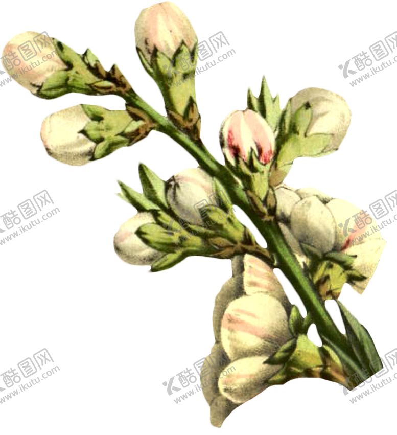 编号：80242901172314193380【酷图网】源文件下载-手绘花卉
