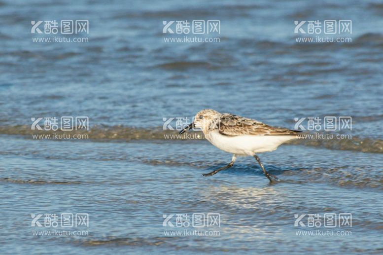 编号：99381612021710151971【酷图网】源文件下载-海鸥