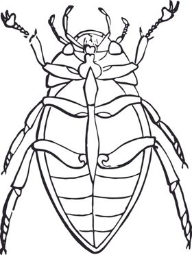 自然昆虫标本插画