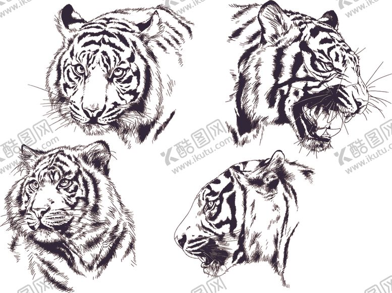 编号：81600910090919198935【酷图网】源文件下载-老虎