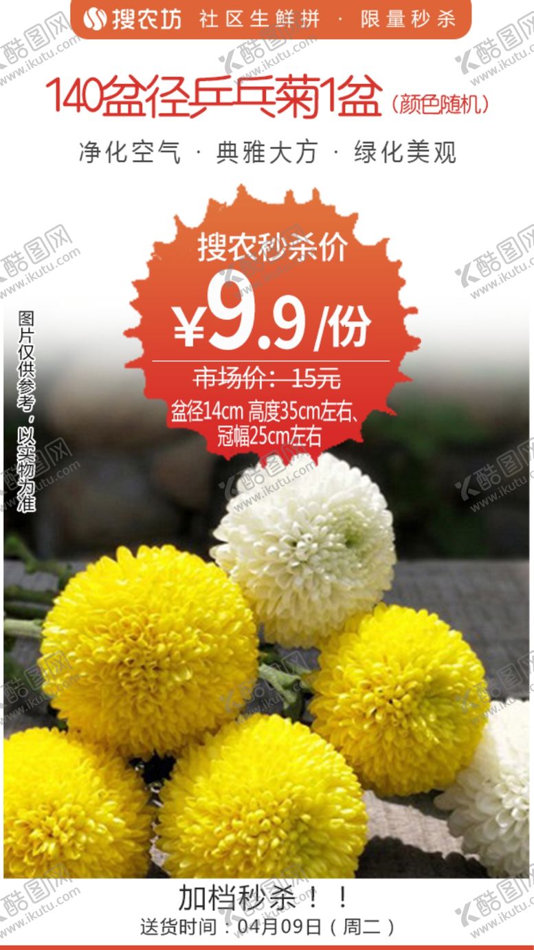 编号：11046905101133563550【酷图网】源文件下载-140盆径乒乓菊1盆
