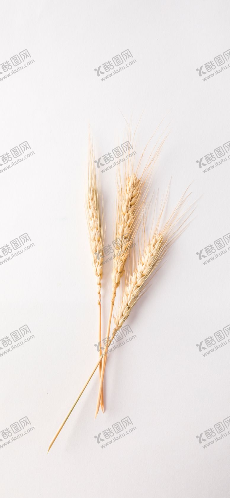 编号：13968906301829155615【酷图网】源文件下载-手机壁纸