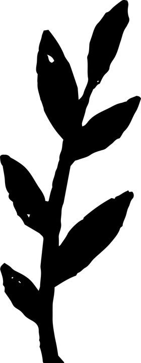 手绘植物枝干