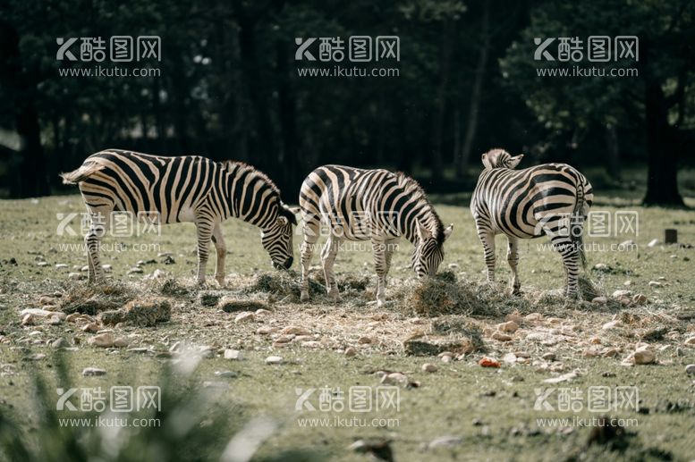 编号：27081212200410028927【酷图网】源文件下载-斑马