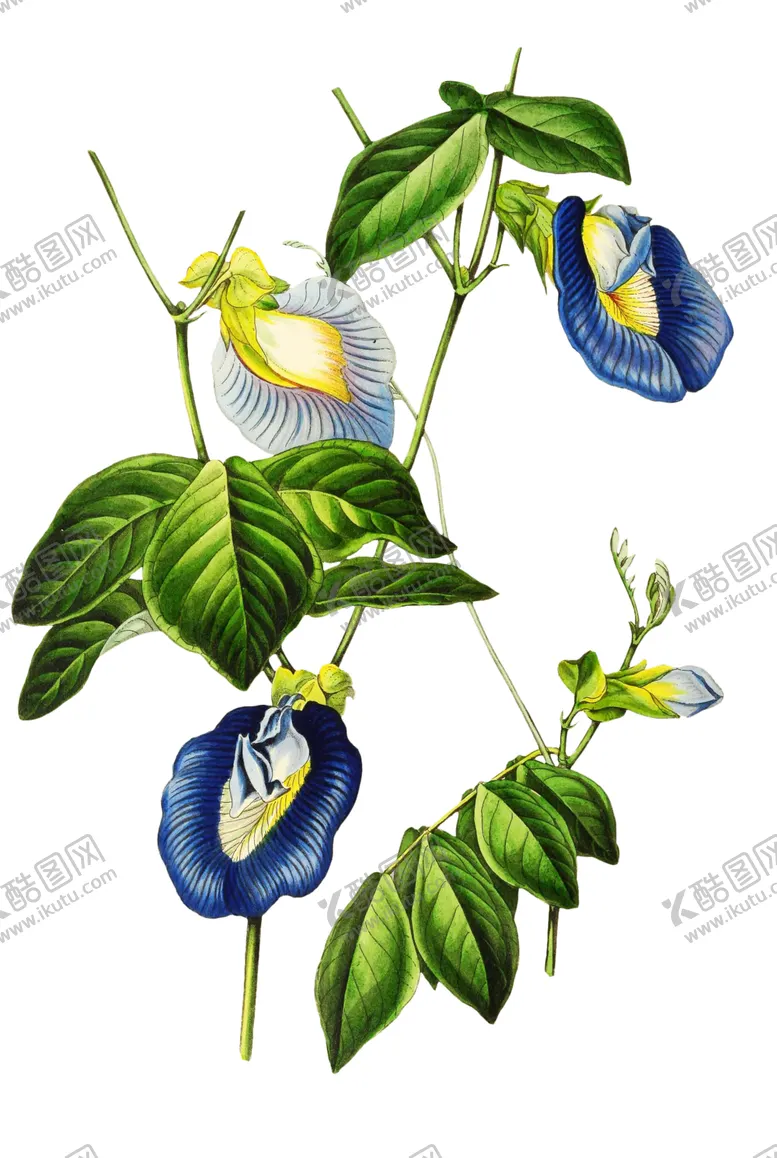 编号：83842806261423587917【酷图网】源文件下载-复古花朵植物图案
