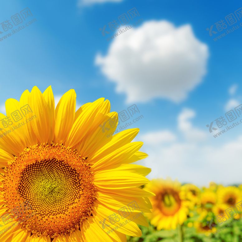编号：87967407010315278931【酷图网】源文件下载-向日葵