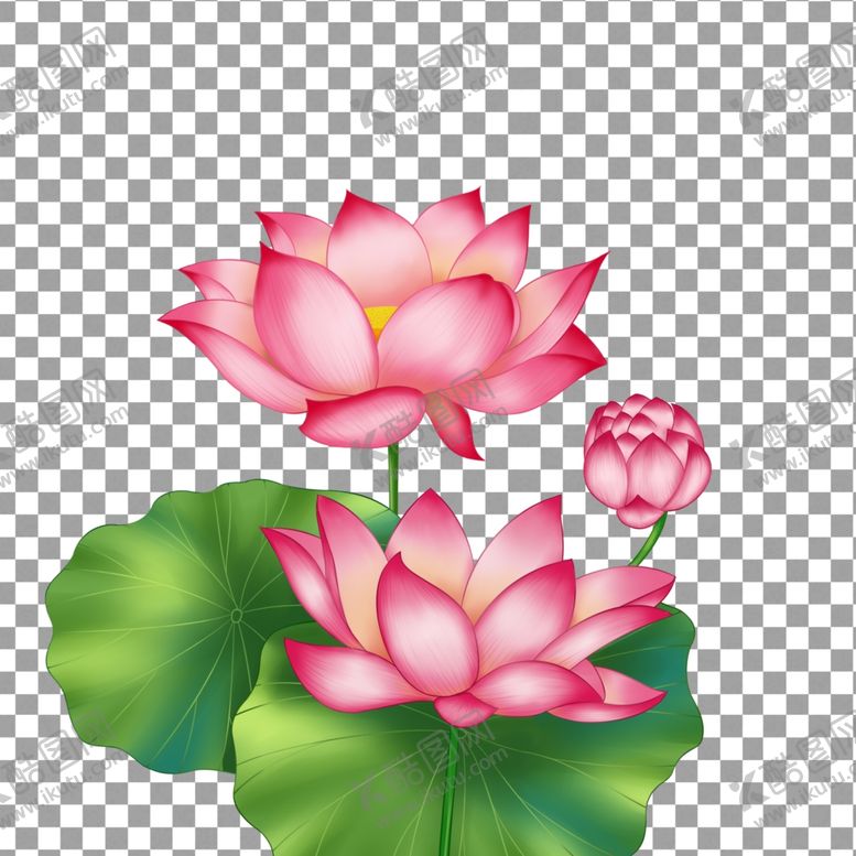 编号：11759710061537398245【酷图网】源文件下载-透明底荷花