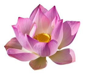 莲花
