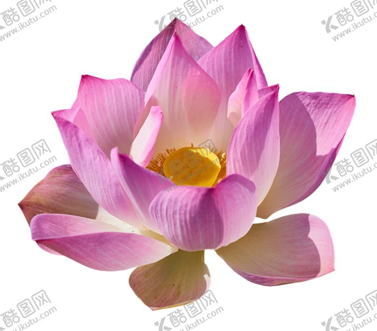 编号：33759205101002405705【酷图网】源文件下载-莲花