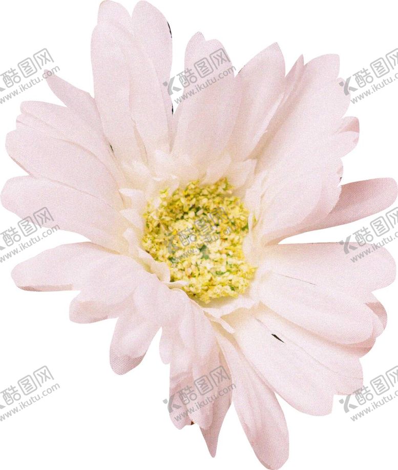编号：58064212020742457005【酷图网】源文件下载-菊花花朵