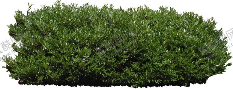 编号：72374102232052401799【酷图网】源文件下载-地草坪小草植物