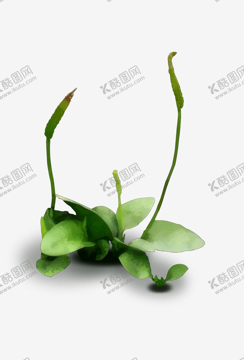 编号：73549109252214079406【酷图网】源文件下载-瓶尔小草