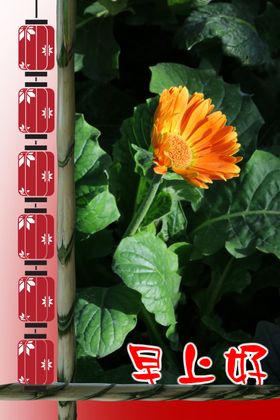 非洲菊