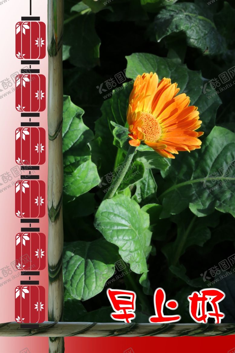 编号：88763410280218168655【酷图网】源文件下载-非洲菊