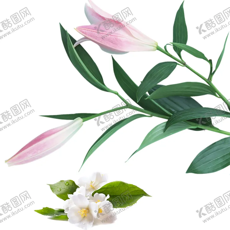 编号：50291506261801096804【酷图网】源文件下载-鲜花素材