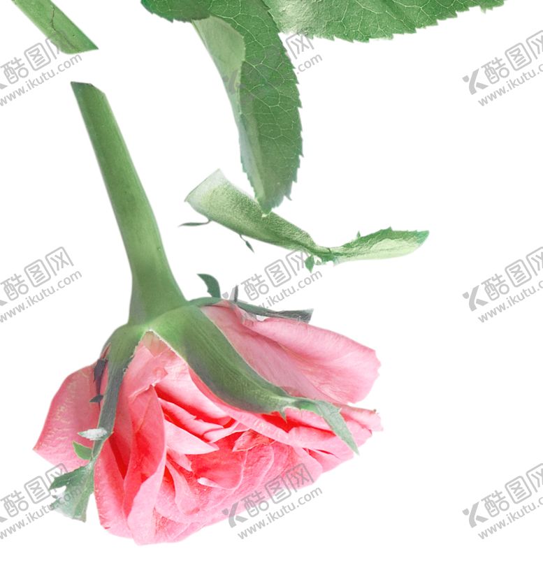 编号：88767001170653244833【酷图网】源文件下载-山茶花图片