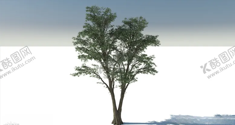 编号：59495003270935082611【酷图网】源文件下载-C4D模型榉树