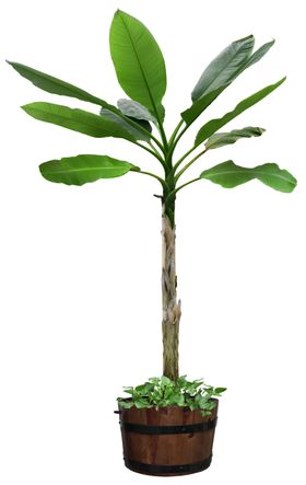 园林植物