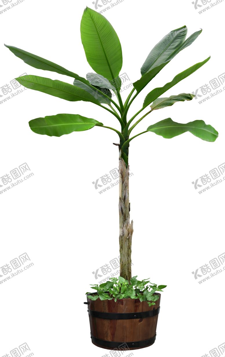 编号：89695709232002002156【酷图网】源文件下载-园林植物