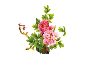 牡丹花