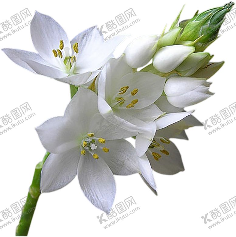 编号：91921710210933506880【酷图网】源文件下载-鲜花素材