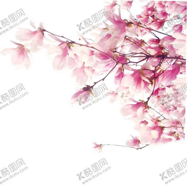 编号：13305404190835228126【酷图网】源文件下载-粉色鲜花