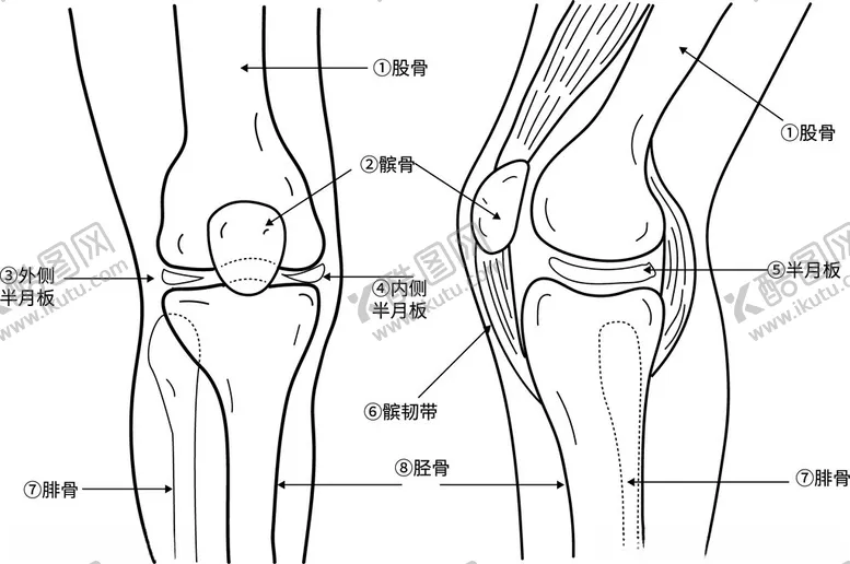 编号：64352502150336036279【酷图网】源文件下载-腿部关节