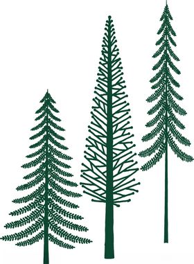 云杉金膜