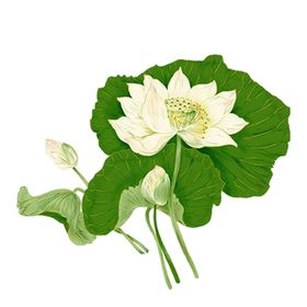 荷花素材夏天叶插画夏至