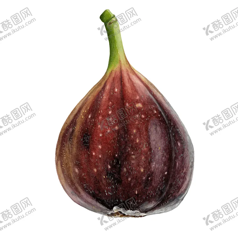 编号：60557509230944282325【酷图网】源文件下载-无花果