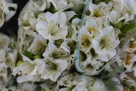 百合花自然景观草绽放摄影